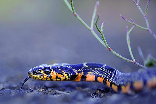 Cover serpente 500×333 pixel Cover serpente 500x333 pixel