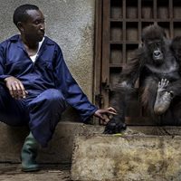 Photojournalist Story Award - Brent Stirton - Mazuka’s lost foot 420x269