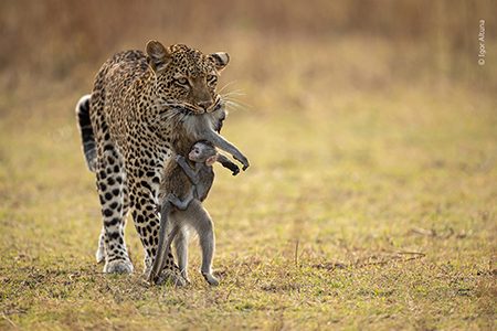 Predatori per homepage 450 x 300