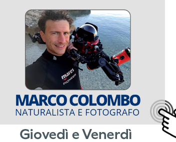 Pulsante Colombo 397x285 pixel (giovedì e venerdì)