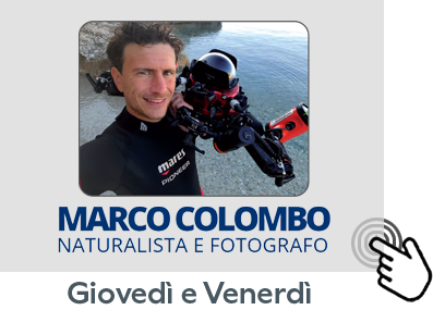 Pulsante Colombo 397x285 pixel (giovedì e venerdì)