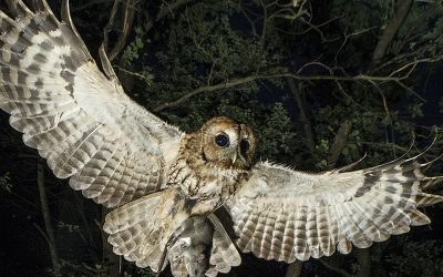 Rapaci notturni Taranto foto di copertina 800x705 pixel