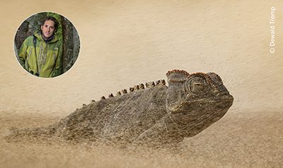 This image, taken in Central Kalahari Game Reserve, GPS-Coordinates 21°50'34.1"S 23°10'28.9"E, Botswana on March 21st, 2025, shows a young African bullfrog (Pyxicephalus edulis) during a failed jump/attack on a butterfly from the Lycaenidae family.

After the rainy season in Central Kalahari Game Reserve (CKGR), Botswana was particularly heavy this year and I had already spotted many tadpoles in the pans of the Kalahari end of February, I hoped that after many visits in the last years in this area, this year would be my chance taking images of some little African bullfrogs. It was thus with great excitement when I revisited the CKGR this year again mid March, stumbled across a small pond where young bullfrogs were now engaged in their quest to survive. Whilst looking early mornings and late afternoons to find other things to photograph, it was the bullfrogs that stole the show.
I positioned myself next to the pond and slipped under my vehicle, where I spent 5-7 hours a day for 16 days flexing my neck and back, craned in all sorts of uncomfortable positions trying to photograph the frogs hunting some of the many thousands of beautiful butterflies that were attracted to the mineral and salt rich edges of the mud.


The 5cm-7cm young bull frogs were absolutely mesmerizing to watch. Firstly, they specifically targeted the small Lycaenid butterflies, a family of butterflies commonly known as blues or coppers, over the slightly larger broad bordered grass yellows, of which there were tens of thousands.
Only occasionally would they go after the even bigger African Vagrants, or African Monarchs which are poisonous, storing toxins inside them from the milkweed that they feed on.
To keep things interesting, the Lycaenids were lightning quick which made needing to using guile and stealth all the more important on the frog's part.
The day before I had to leave, heavy rain came back. The mud puddle was quickly filled up with water, the frogs were gone and no butterfly were see