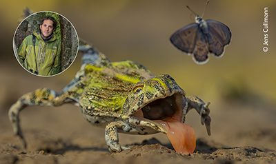 This image, taken in Central Kalahari Game Reserve, GPS-Coordinates 21°50'34.1"S 23°10'28.9"E, Botswana on March 21st, 2025, shows a young African bullfrog (Pyxicephalus edulis) during a failed jump/attack on a butterfly from the Lycaenidae family.

After the rainy season in Central Kalahari Game Reserve (CKGR), Botswana was particularly heavy this year and I had already spotted many tadpoles in the pans of the Kalahari end of February, I hoped that after many visits in the last years in this area, this year would be my chance taking images of some little African bullfrogs. It was thus with great excitement when I revisited the CKGR this year again mid March, stumbled across a small pond where young bullfrogs were now engaged in their quest to survive. Whilst looking early mornings and late afternoons to find other things to photograph, it was the bullfrogs that stole the show.
I positioned myself next to the pond and slipped under my vehicle, where I spent 5-7 hours a day for 16 days flexing my neck and back, craned in all sorts of uncomfortable positions trying to photograph the frogs hunting some of the many thousands of beautiful butterflies that were attracted to the mineral and salt rich edges of the mud.


The 5cm-7cm young bull frogs were absolutely mesmerizing to watch. Firstly, they specifically targeted the small Lycaenid butterflies, a family of butterflies commonly known as blues or coppers, over the slightly larger broad bordered grass yellows, of which there were tens of thousands.
Only occasionally would they go after the even bigger African Vagrants, or African Monarchs which are poisonous, storing toxins inside them from the milkweed that they feed on.
To keep things interesting, the Lycaenids were lightning quick which made needing to using guile and stealth all the more important on the frog's part.
The day before I had to leave, heavy rain came back. The mud puddle was quickly filled up with water, the frogs were gone and no butterfly were see