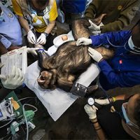 chimp_check-up_420x280