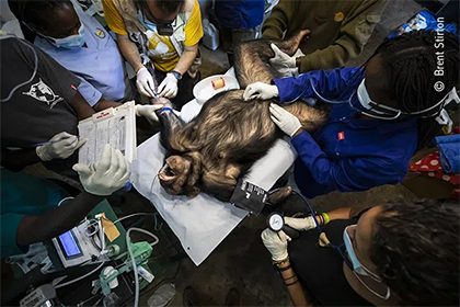 chimp_check-up_420x280