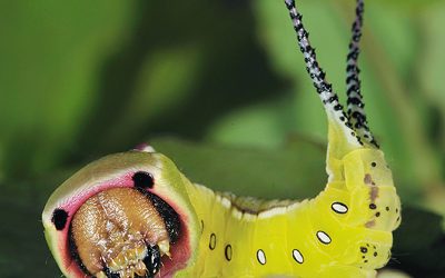 corso_entomologia_800_x_705_pixel