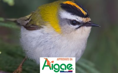 cover_avifauna_italiana_800_x_705_pixel-pagina