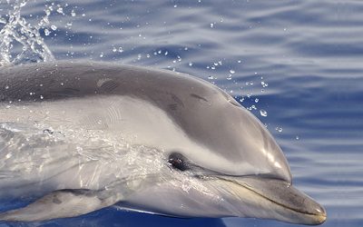 cover_cetacei_800_x_705_pixel