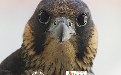 cover_falco_pellegrino_e_logo_selvatica_milano_800_x_705_pixel_def