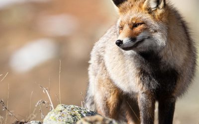 cover_fauna_alpi_eberle_800_x_705_pixel-ok