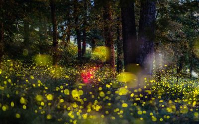 cover_fotografia_notturna_800_x_705_pixel