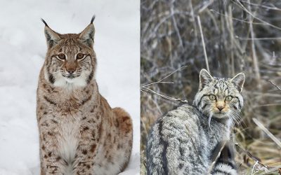 cover_lince_gatto_800_x_705_pixel