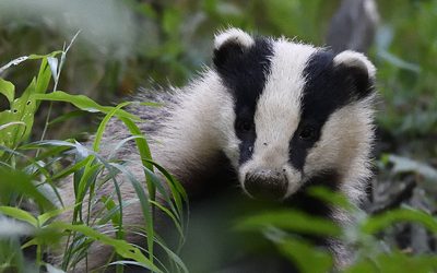 cover_mustelidi_800_x_705_pixel