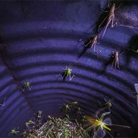 drum_catch_420x280