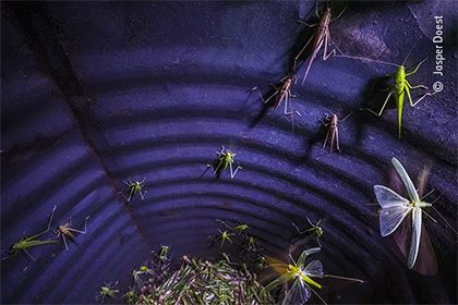 drum_catch_420x280
