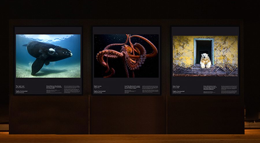 led mostra 900x494 pixel