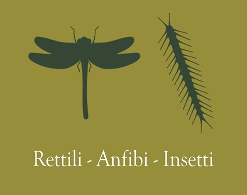 rettili-anfibi-insetti