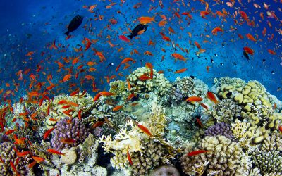 seminario_bio_marina_tropicale_800_x_705_pixel