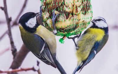 seminario_birdgardening_800_x_705_pixel ok