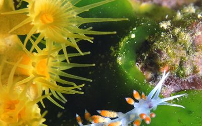 seminario_nudibranchi_800_x_705_pixel