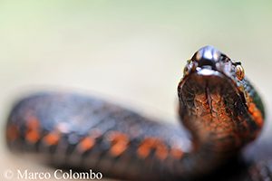 serpente 2 300x200 pixel