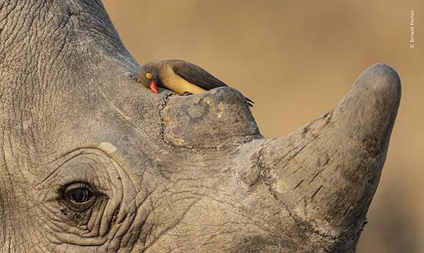 © Ernest Porter 600x358