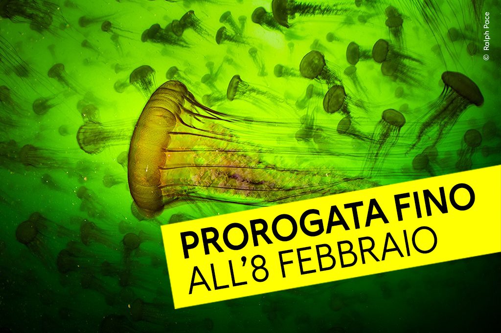 ©-Ralph-Pace-1024x682-pixel-proroga