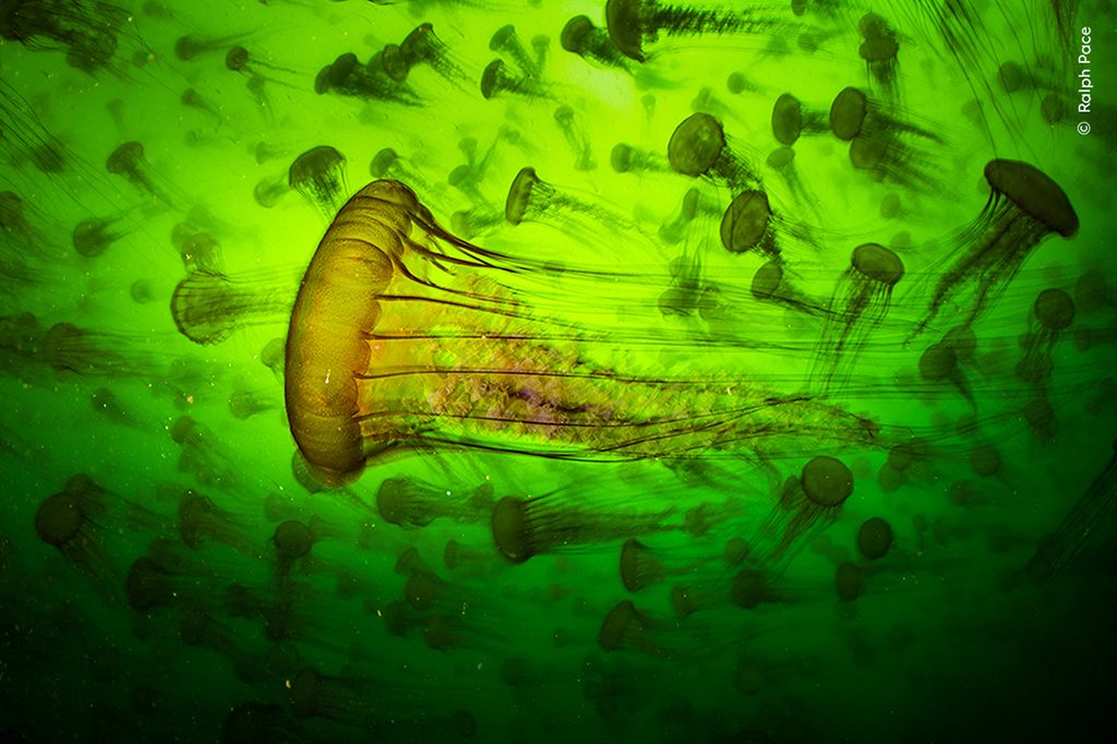 Pacific sea nettles (Chrysaora fuscescens) Monterey, CA.